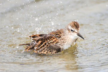 a sandpiper takes a bath