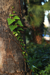 Ivy on a palm tree trunk, natural background. Climbing plant on a tree trunk. Natural green leaves, climbing plant on tree bark. Natural background with climbing ivy leaves along a tree trunk