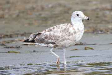 a juvenile seagull wades in the shore at Longbeach, Vancouver Island