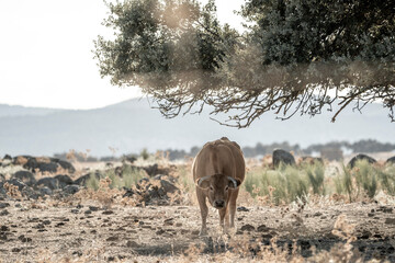 pretty brow cow in the landscape 