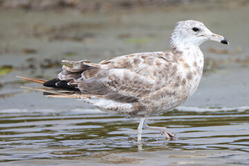 a juvenile seagull wades in the shore at Longbeach, Vancouver Island