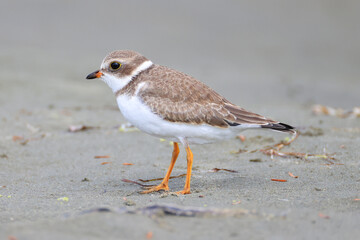 a sand plover at long beach, Vancouver Island