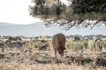 pretty brow cow in the landscape 