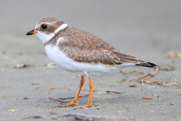 a sand plover at long beach, Vancouver Island