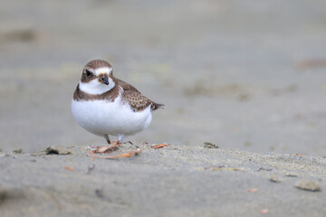 a sand plover at long beach, Vancouver Island