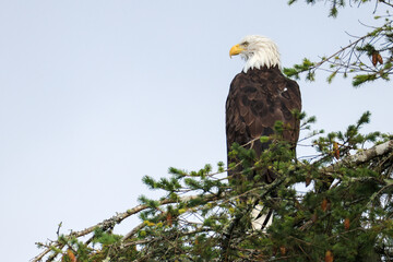 a bald eagle sits on a pine tree