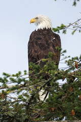 a bald eagle sits on a pine tree