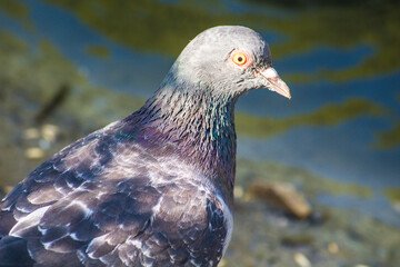 close up of a pigeon