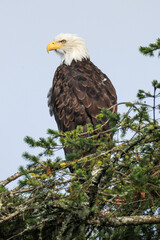 bald eagle sits on a tree in Vancouver Island