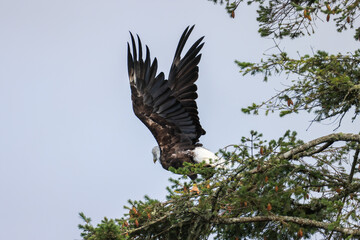 a bald eagle flying away