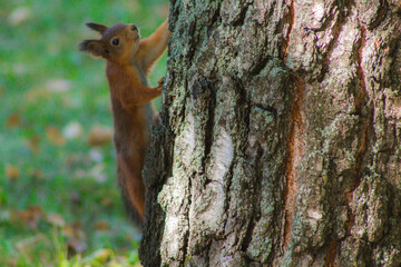 squirrel on a tree