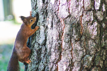 squirrel on a tree