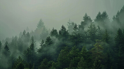 A dense forest with a thick fog covering the trees