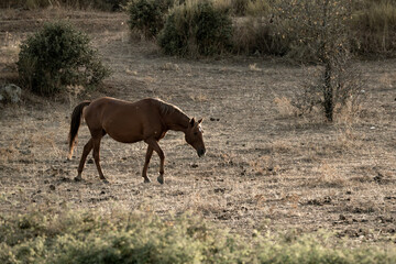 beautiful horse in landscape pretty equine natural environment 