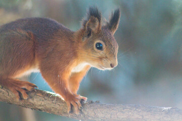 squirrel in the forest