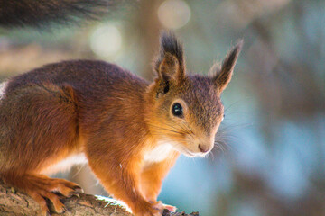squirrel in the park