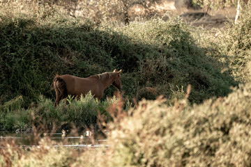 beautiful horse in landscape pretty equine natural environment 
