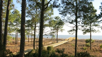 Hilton Head Nature Beach with Trees and Boardwalk Leading to Ocean in South Carolina
