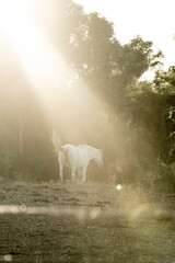 Fototapeta premium beautiful horses in Spain in nature arrea 
