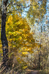 Fototapeta premium autumn in the forest