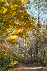 autumn in the forest
