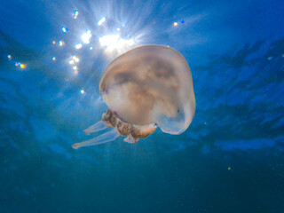 mediterranean jellyfish . jellyfish in Mediterranean Sea swimming and dancing, barrel jellyfish in...