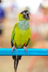 Nanday parakeet parrot bird free flying on perch
