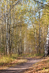 autumn in the forest