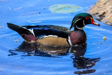 swimming wood duck in a pond