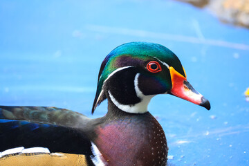 swimming wood duck in a pond