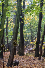Naklejka premium forest in autumn
