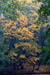 autumn in the forest