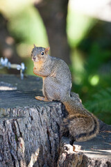 Close up picture of a beautiful, friendly, curious, wild grey squirrel captured in the woods, park
