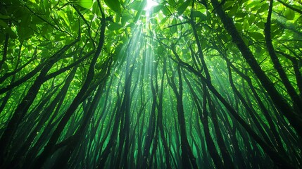 Fototapeta premium A bottom-up view of a lush green mangrove forest canopy reveals the intricate network of leaves and branches overhead