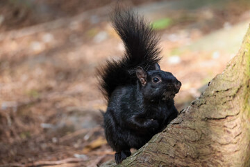 black squirrel in Vancouver's Stanley Park