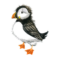 Watercolor cartoon Puffin bird isolated on white