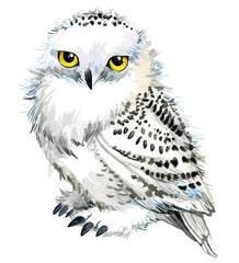 Cartoon Polar Owl watercolor illustration. White owl isolated