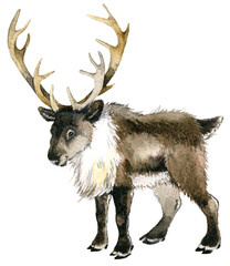 Obraz premium Cartoon watercolor painted Deer illustration. Winter animal clipart