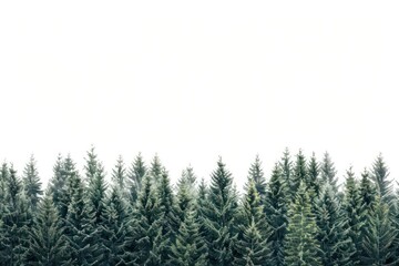 Fototapeta premium Dense evergreen forest under sky