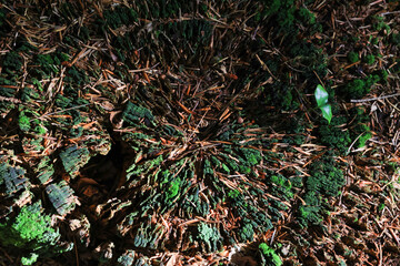 moss-covered rotten tree trunk