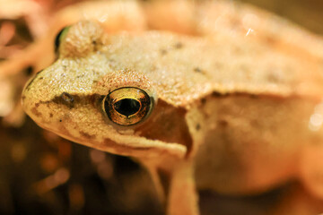 close-up of a common tree frog on leaves in a forest