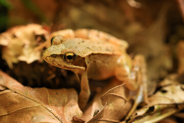 close-up of a common tree frog on leaves in a forest