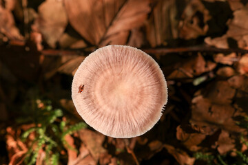 a small fly walks on the umbrella of a forest mushroom