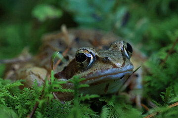 close-up of a common tree frog