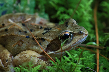 close-up of a common tree frog