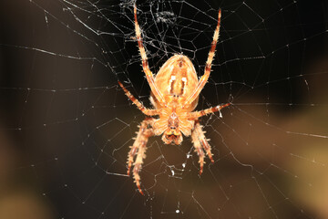 detailled picture of a common garden spider
