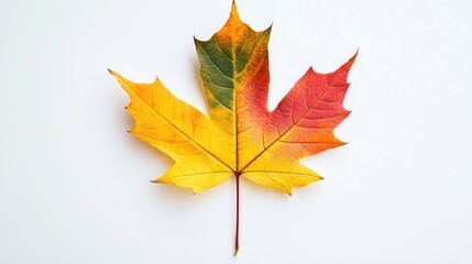 Obraz premium Autumn sale colorful maple leaf on white background