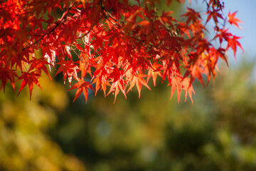 Beautiful vibrant fall colors in the colorful forest, leaves, trees of Portland Japanese Garden in Portland, Oregon, USA	
