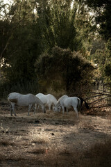 beautiful white horses in Spanish landscape horse equine pony pretty