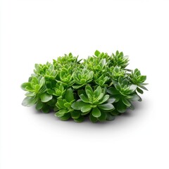 Obraz premium Green Succulent Arrangement on White Background
